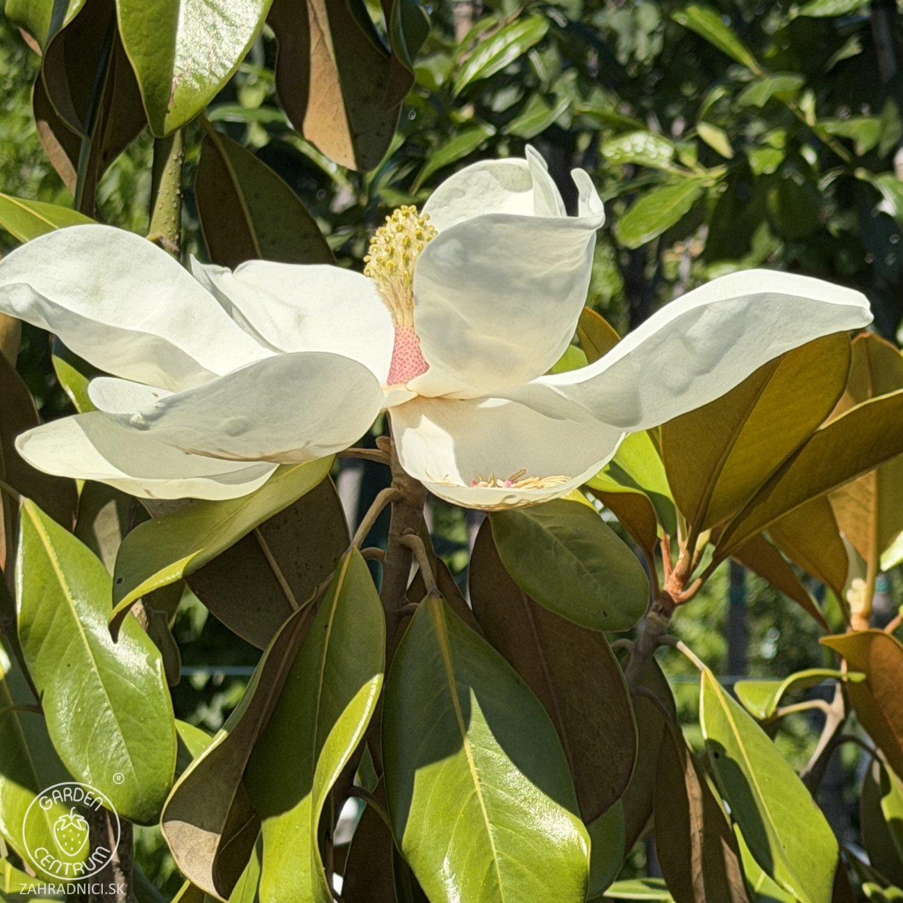 Obrázok Magnólia veľkokvetá (Magnolia grandiflora) ´GALLISONIENSIS´ - výška 250-270 cm, kont. C25L, obvod kmeňa 6/8 cm - NA KMIENKU